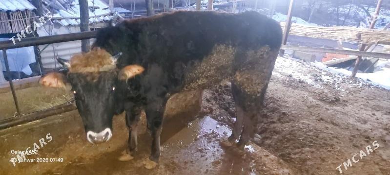 Öküz - Бабадайхан - img 1