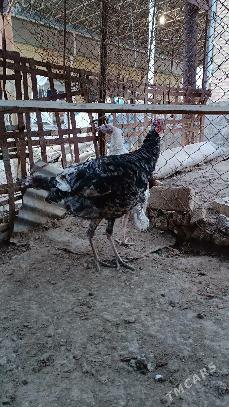 Induk - Мары - img 1