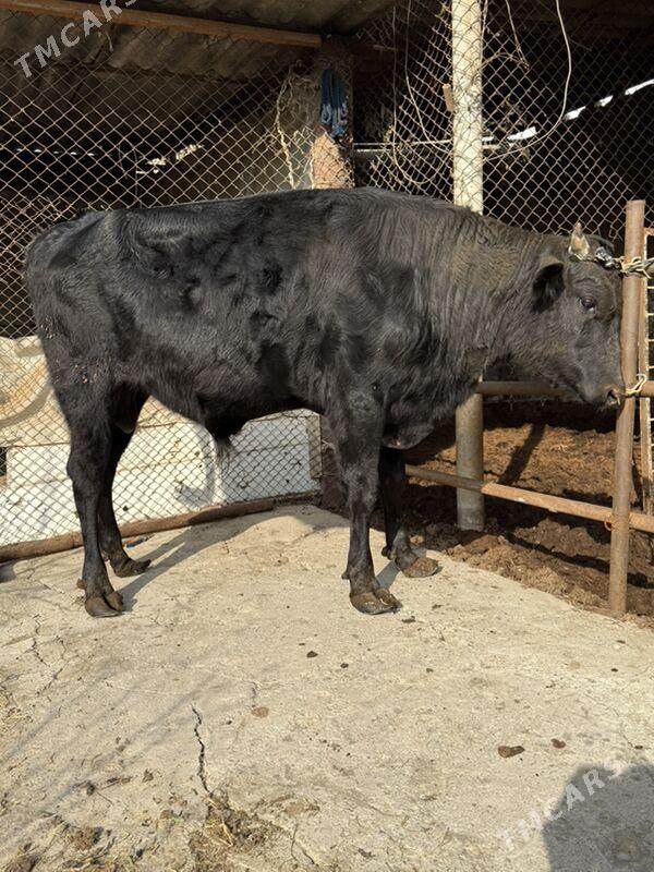 Öküz - Чоганлы - img 1