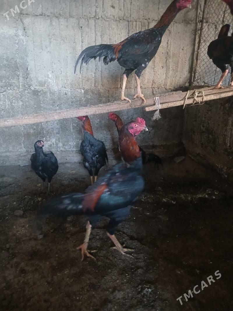 Taşkent horaz - Гёкдепе - img 1