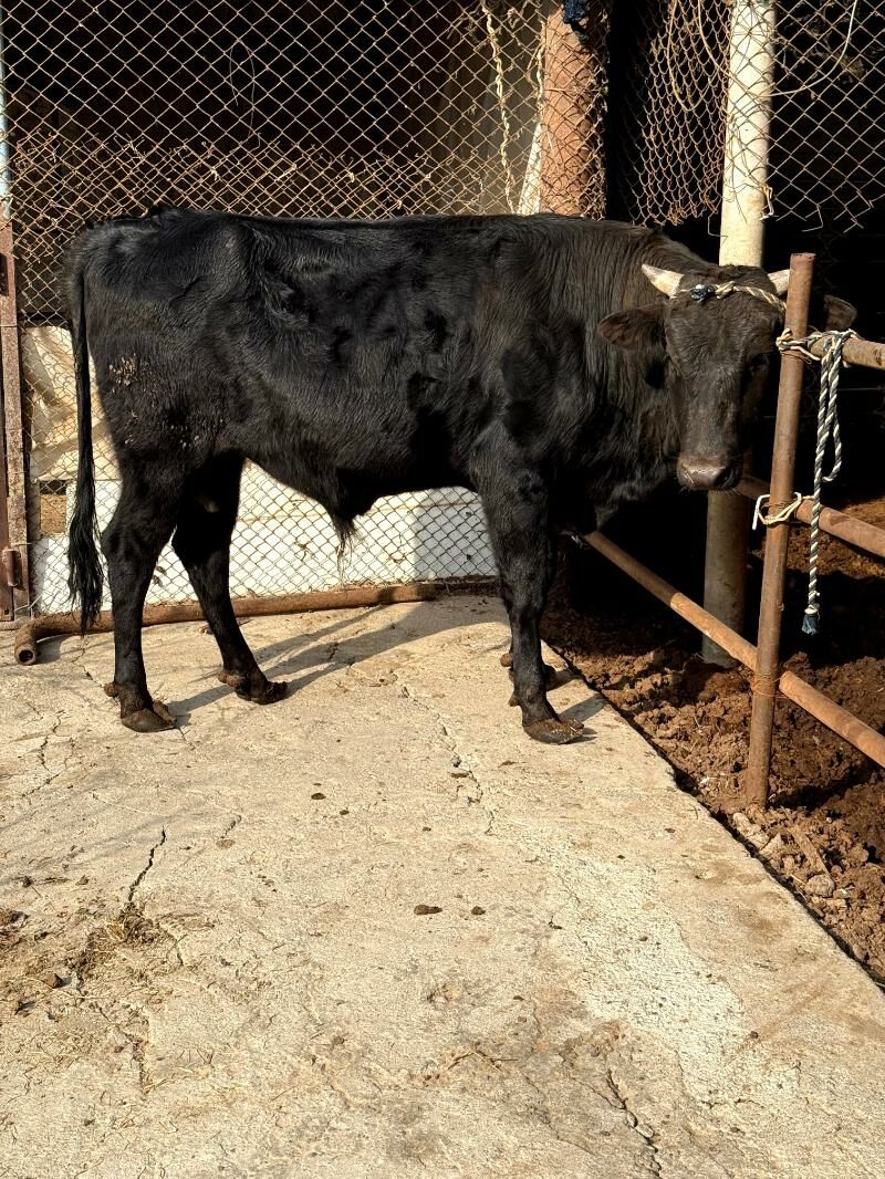 okuz - Çoganly - img 1