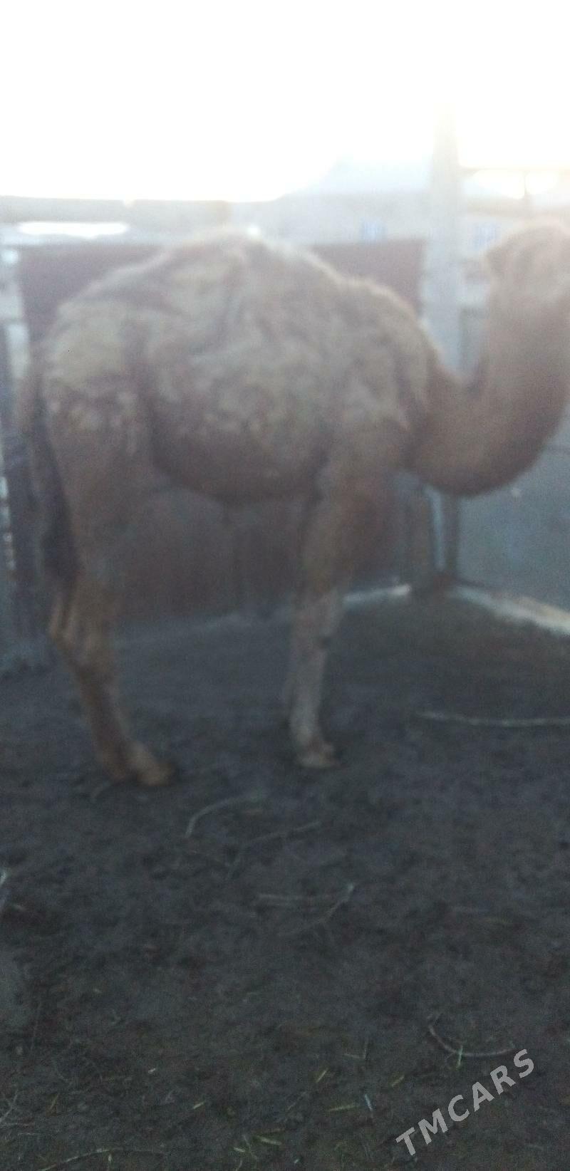 Ogsyk - Эсенгулы - img 1