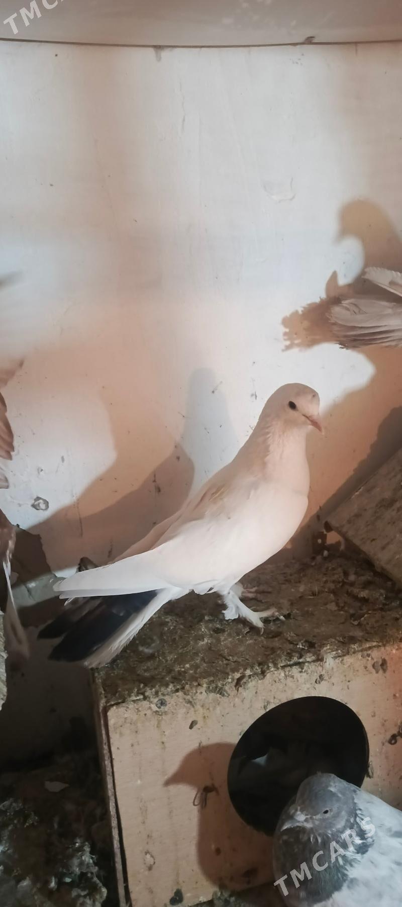 kepderi - Хитровка - img 1