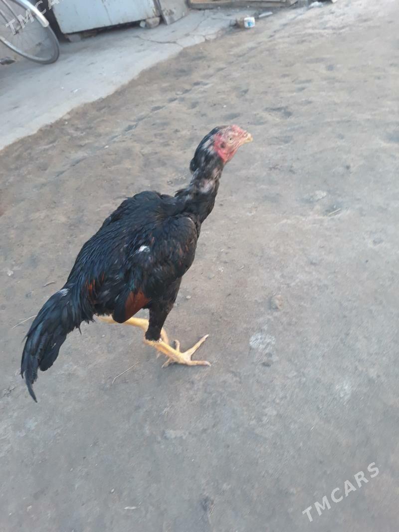 horaz - Şabat etr. - img 1