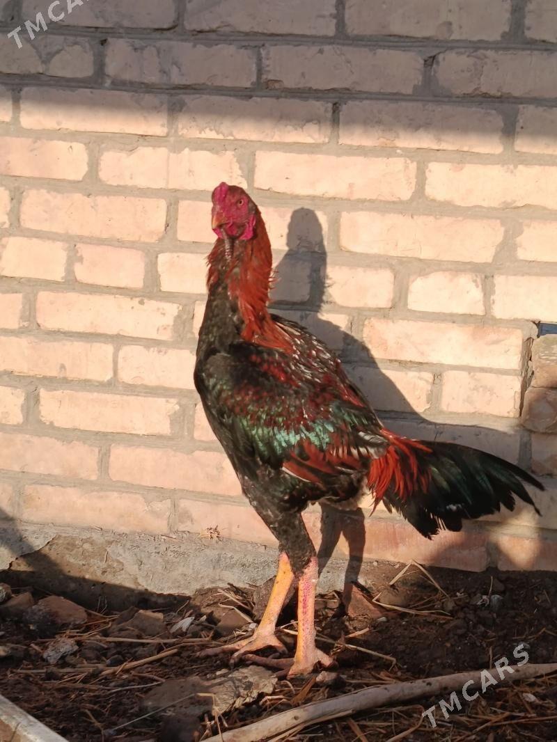 juje - Чарджоу - img 1