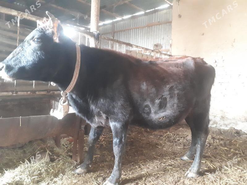 Agyr Bogaz Sygyr - Векильбазар - img 1