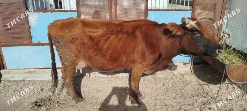 sygyr - Балканабат - img 1