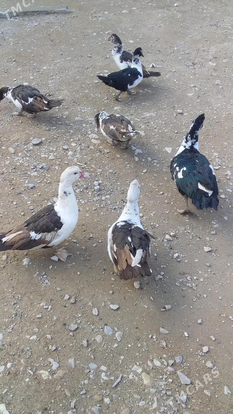 Ördek - Balkanabat - img 1