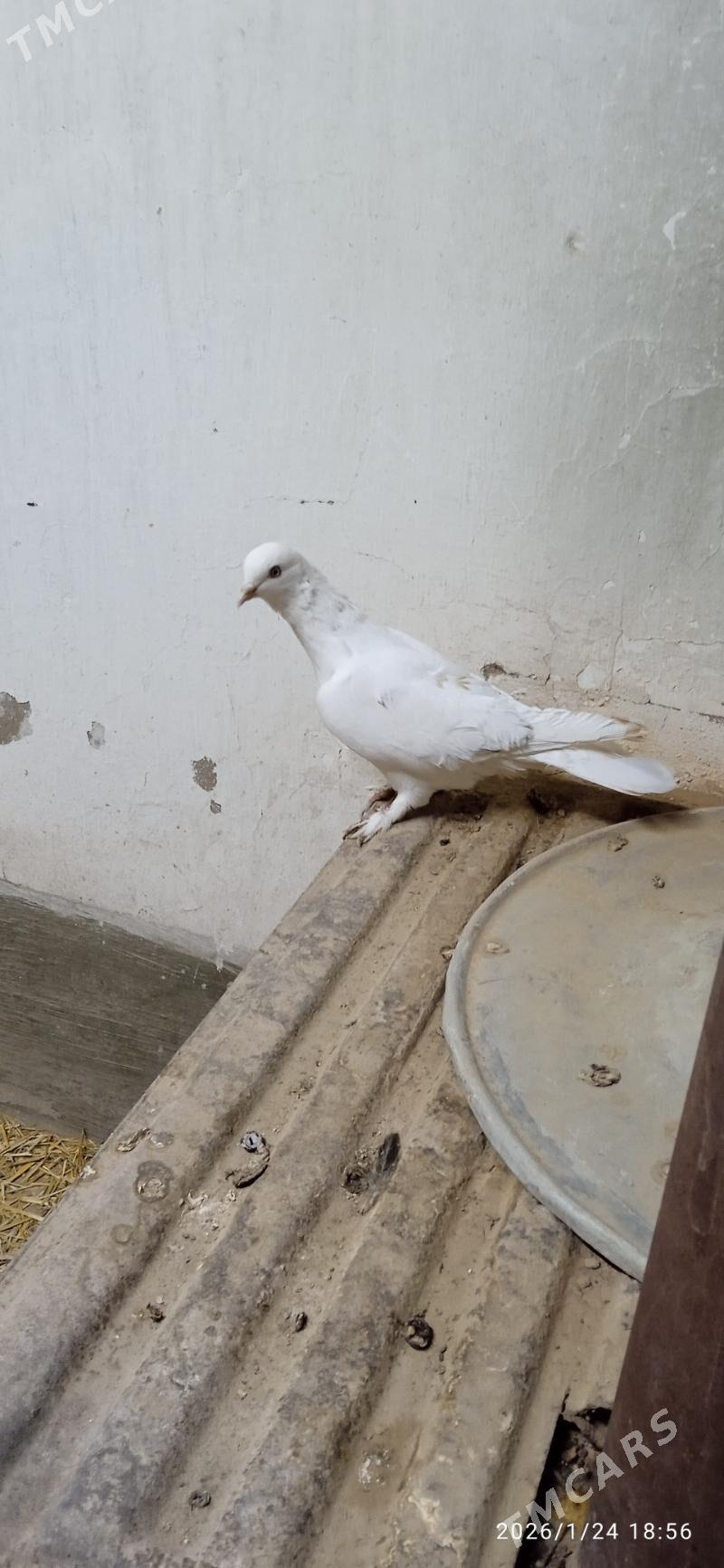 kepteri - Türkmenabat - img 1