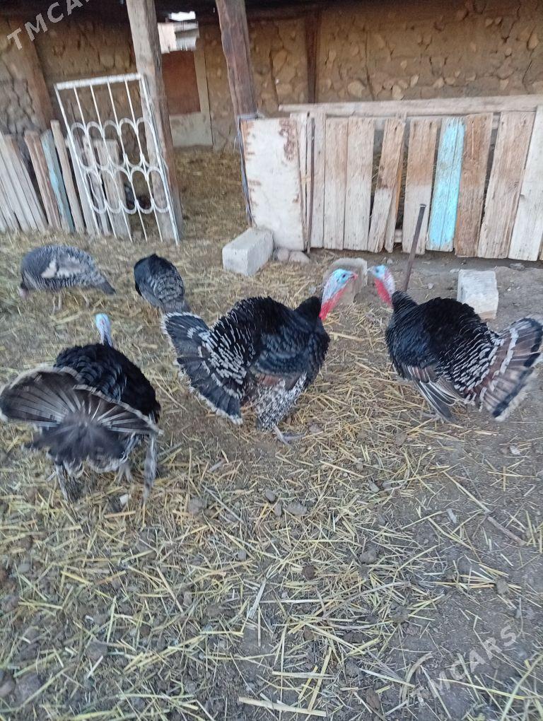 İndukinduk - Bereket - img 1