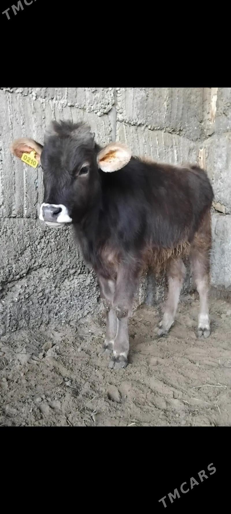 ŠWES OKUZ - Бузмеин - img 1