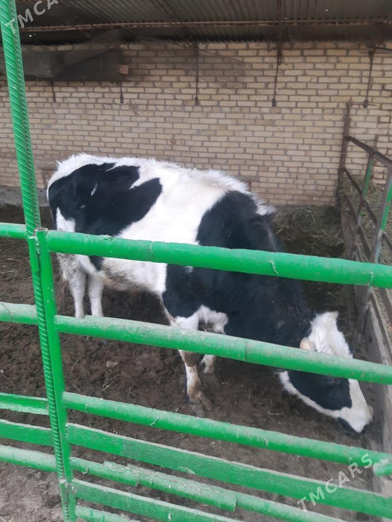 окуз - Çärjew - img 1