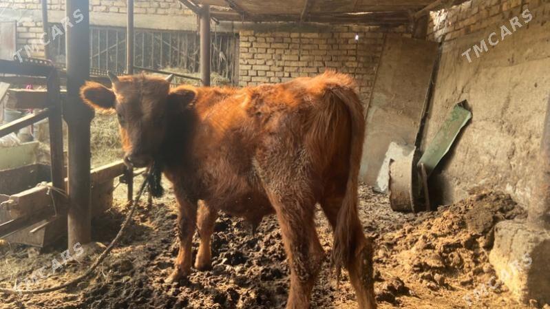 bakylan okuz - Теджен - img 1