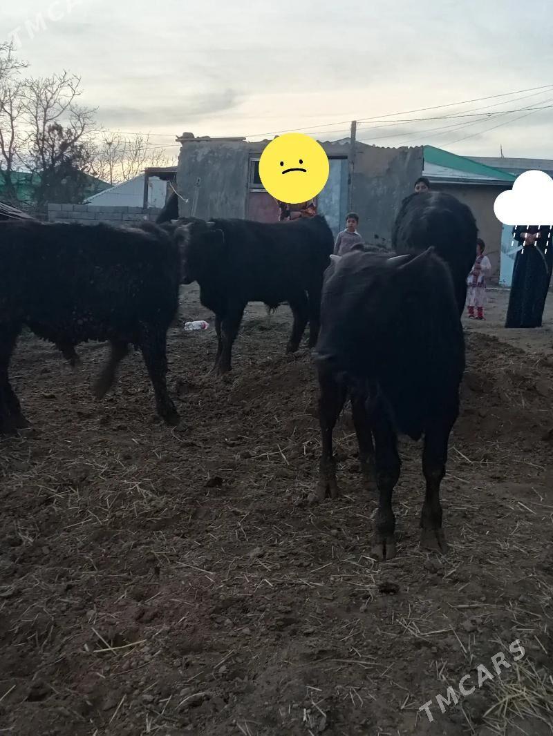 öküz - Bäherden - img 1