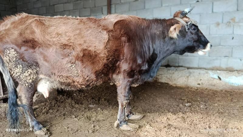 sygyr şwes bogaz - Анев - img 1