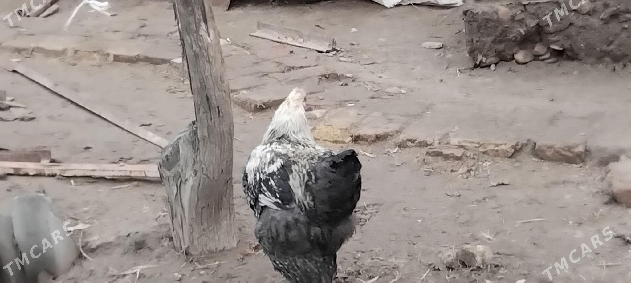 Horoz - Мары - img 1