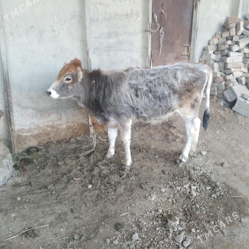 tuwe - Яшлык - img 1