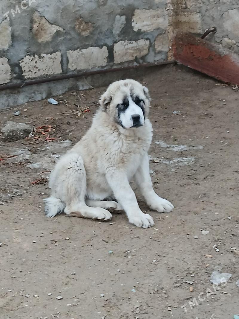 Guzik - Джебел - img 1