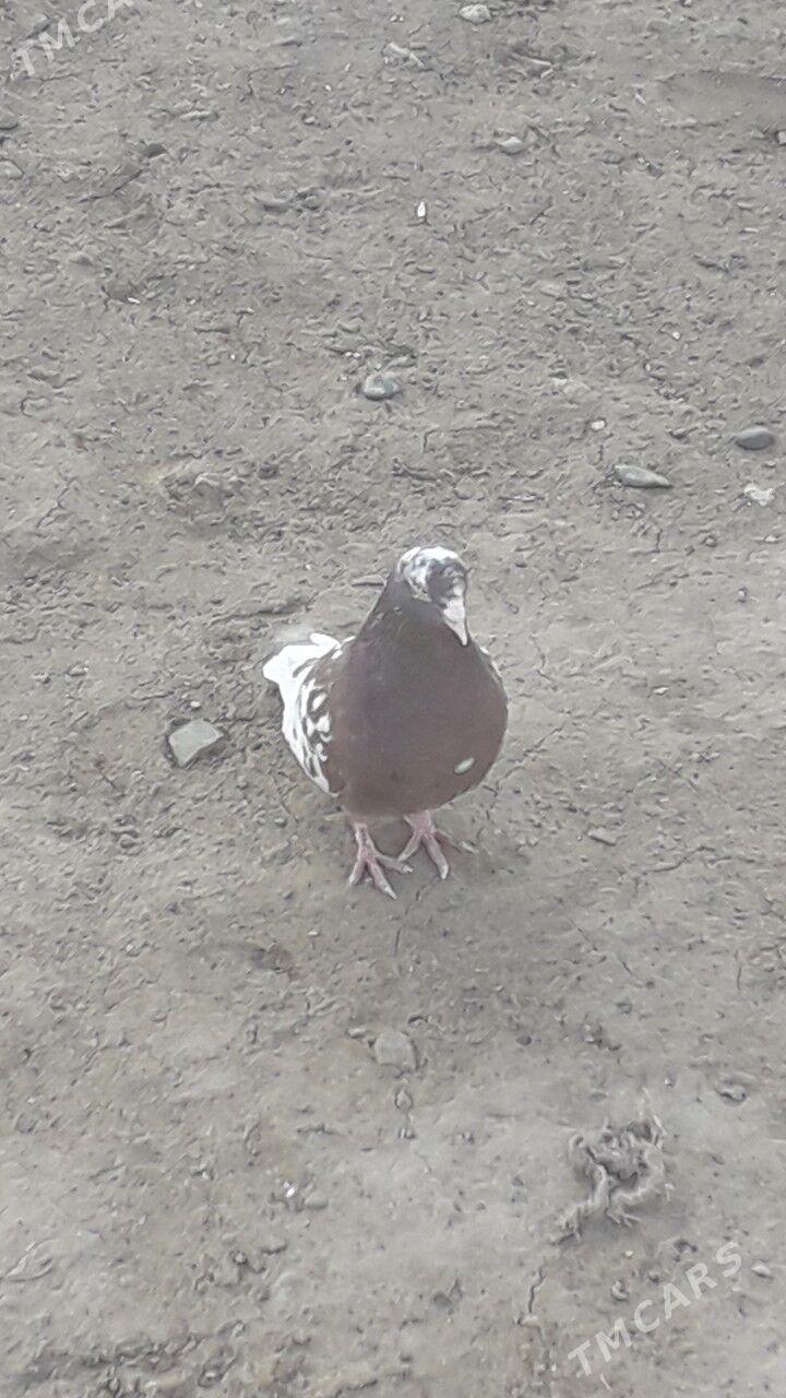 kepderi - Гызыларбат - img 1