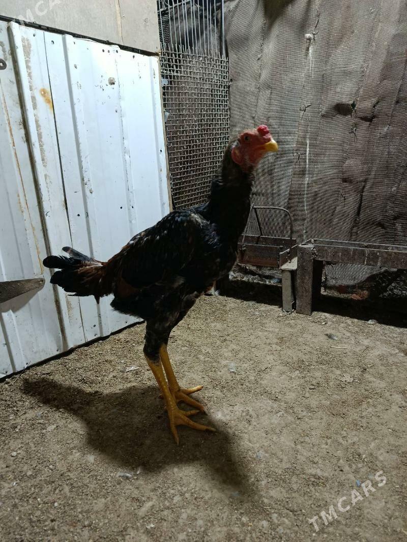 Taşkent horoz - Büzmeýin - img 1