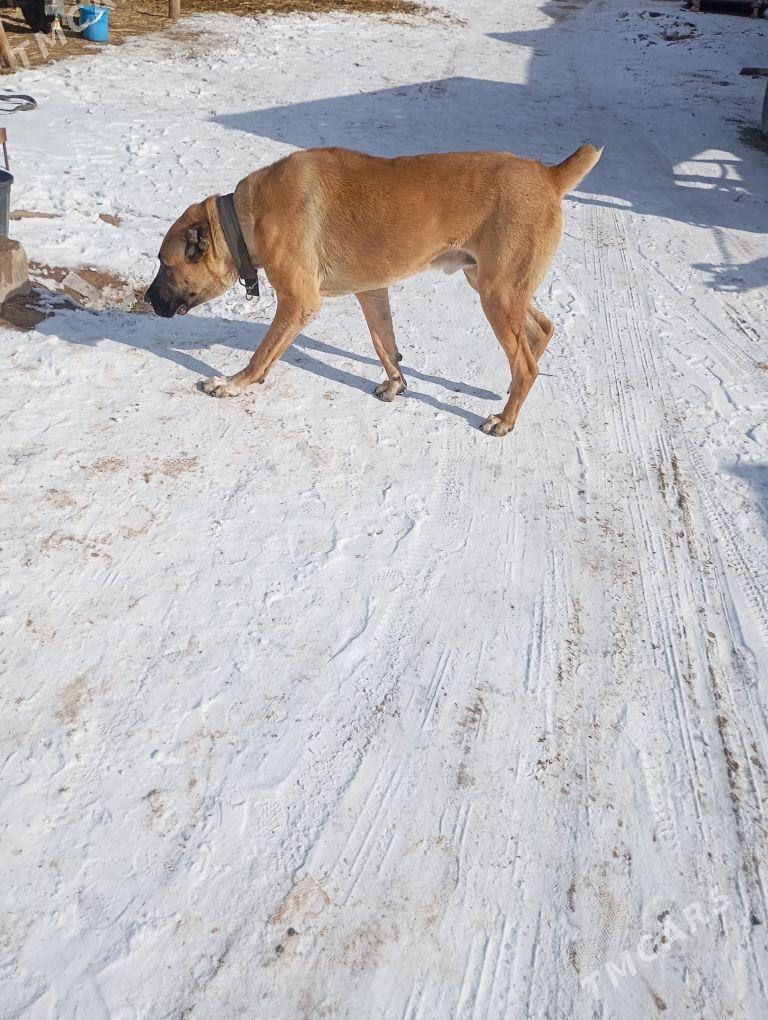 Ballu - Darganata - img 1