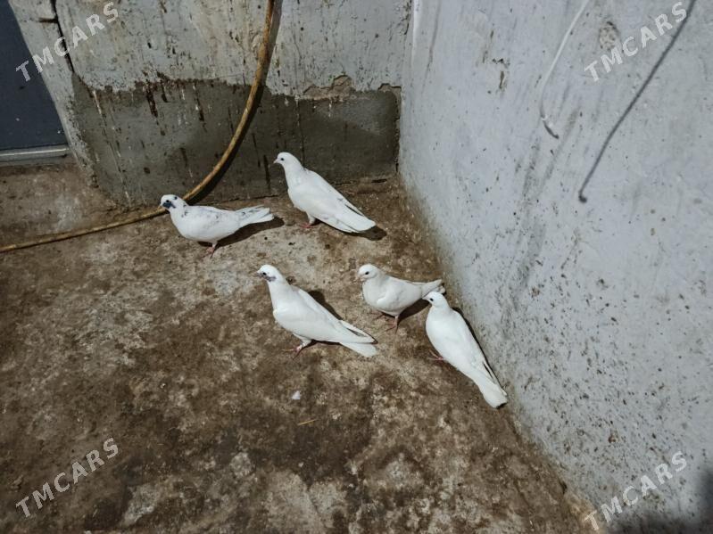 kepderi. - Gyzylarbat - img 1