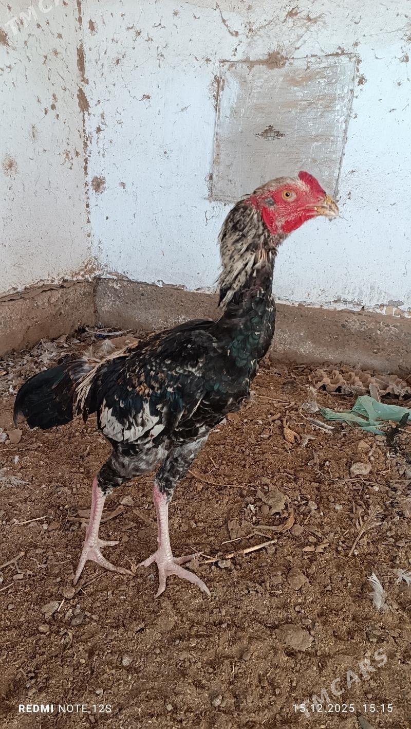 horaz - Дянев - img 1