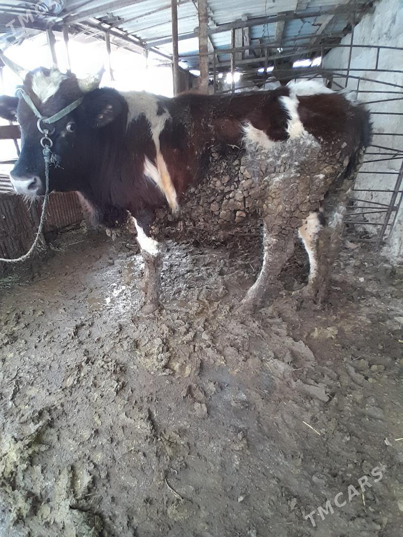 Ökuz - Gökdepe - img 1