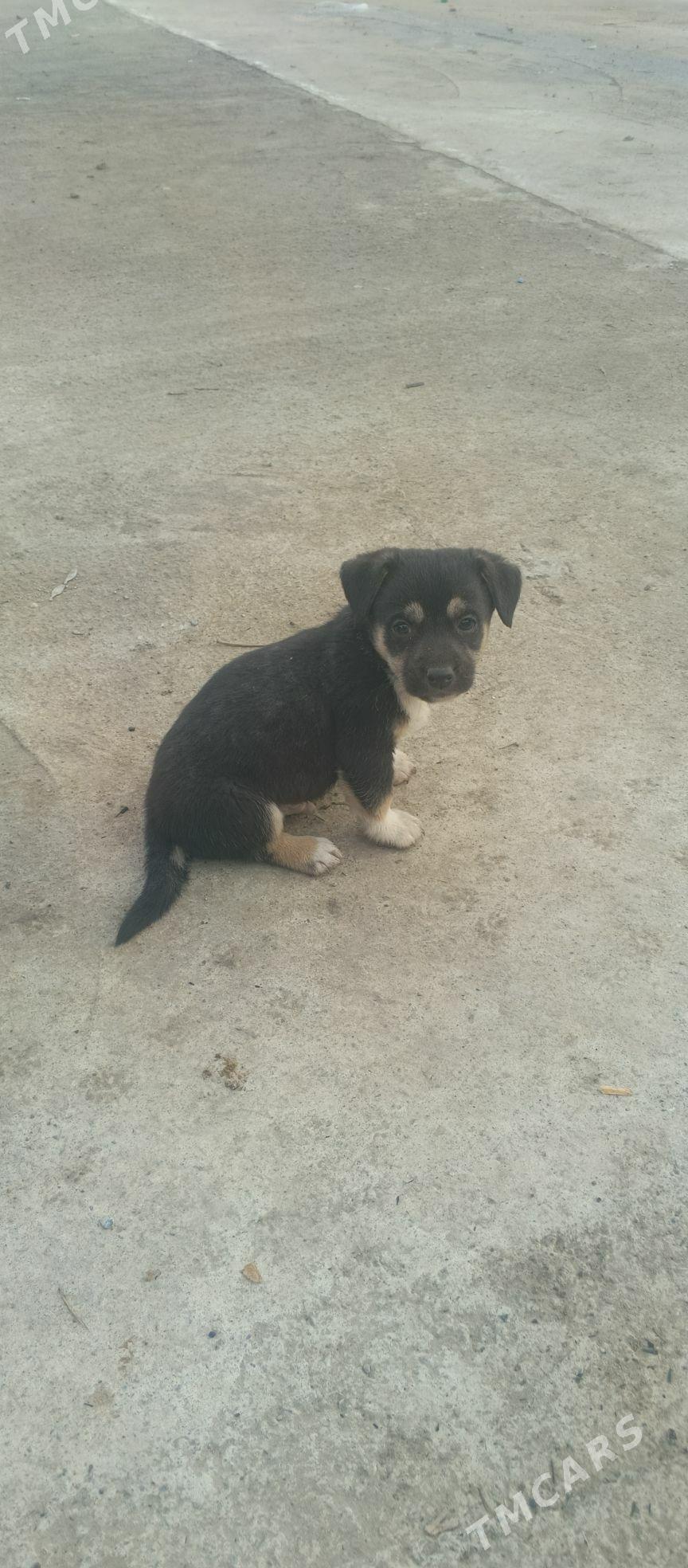 кутята - Aşgabat - img 1