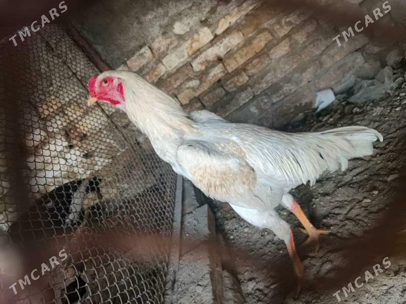 horaz juje - Чарджоу - img 1