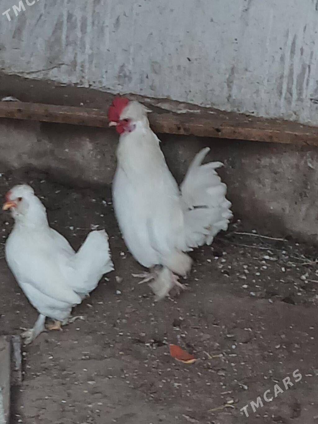 Karlik horaz - Çärjew - img 1