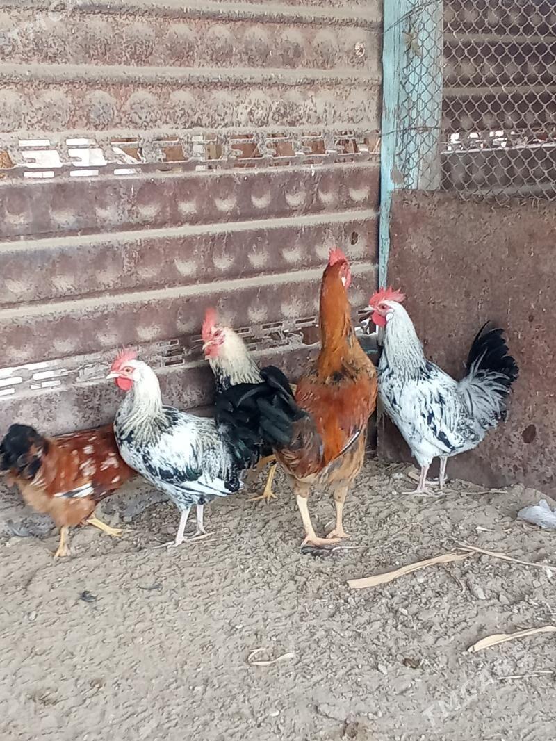 horaz - Etrek - img 1