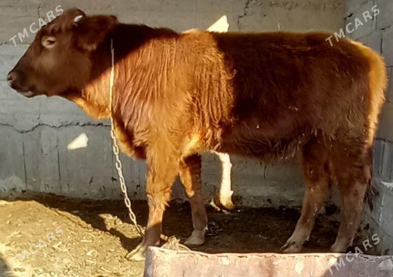 okuz - Анев - img 1