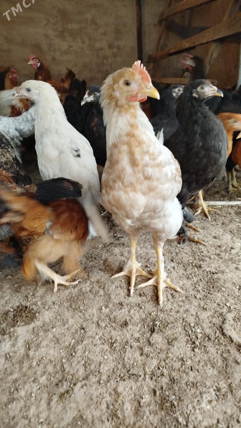 juyje - Мары - img 1