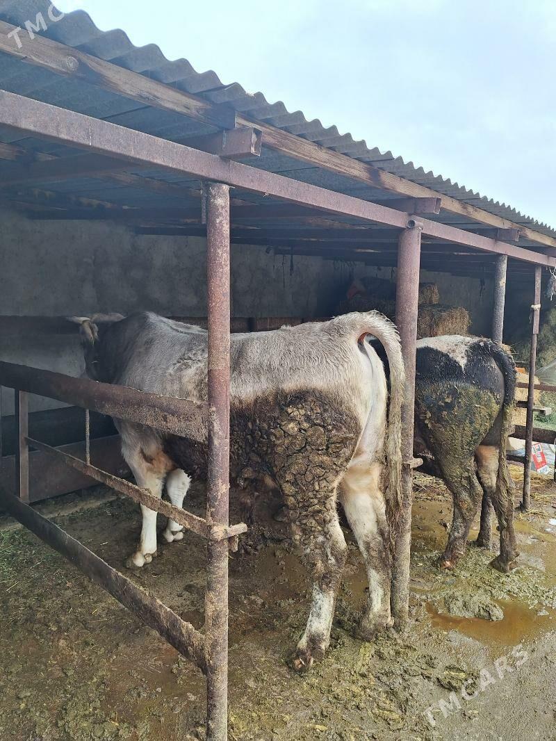 Öküz - Бахарден - img 1