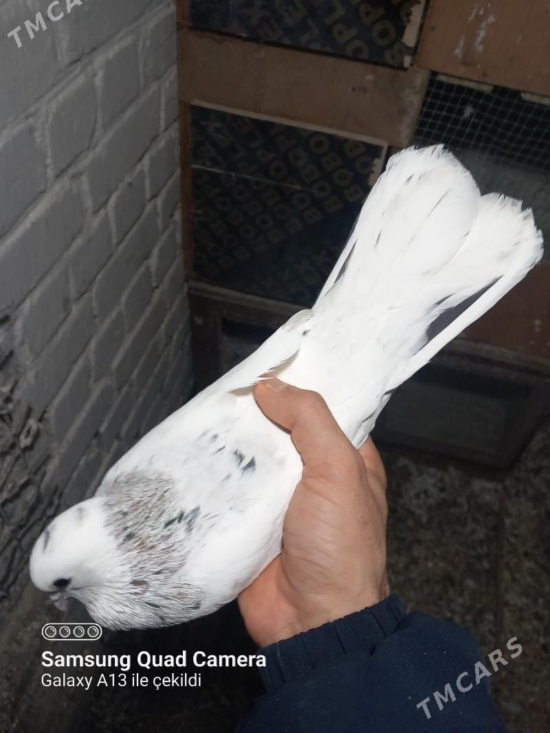 Kepderi - Gökdepe - img 1