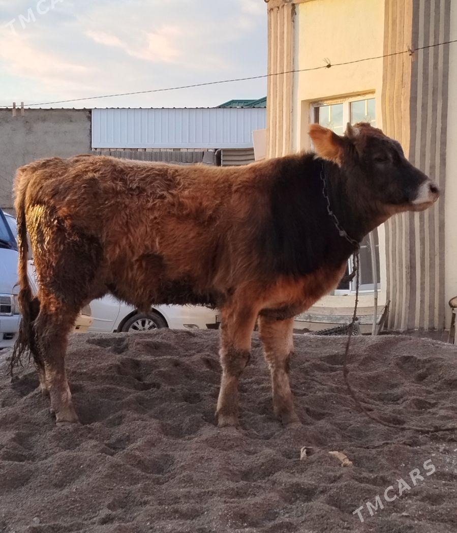 okuz - Чоганлы - img 1