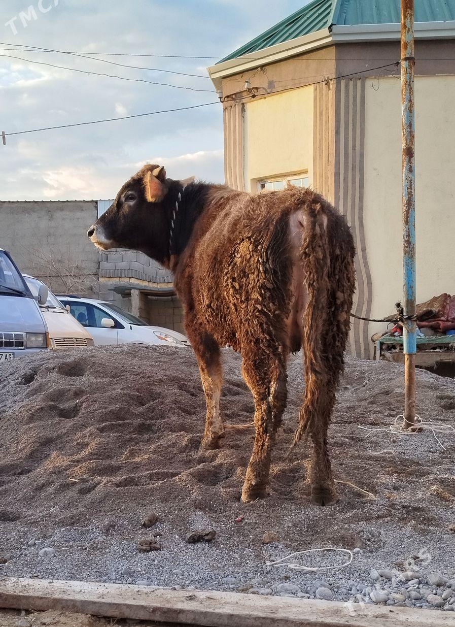 okuz - Чоганлы - img 1