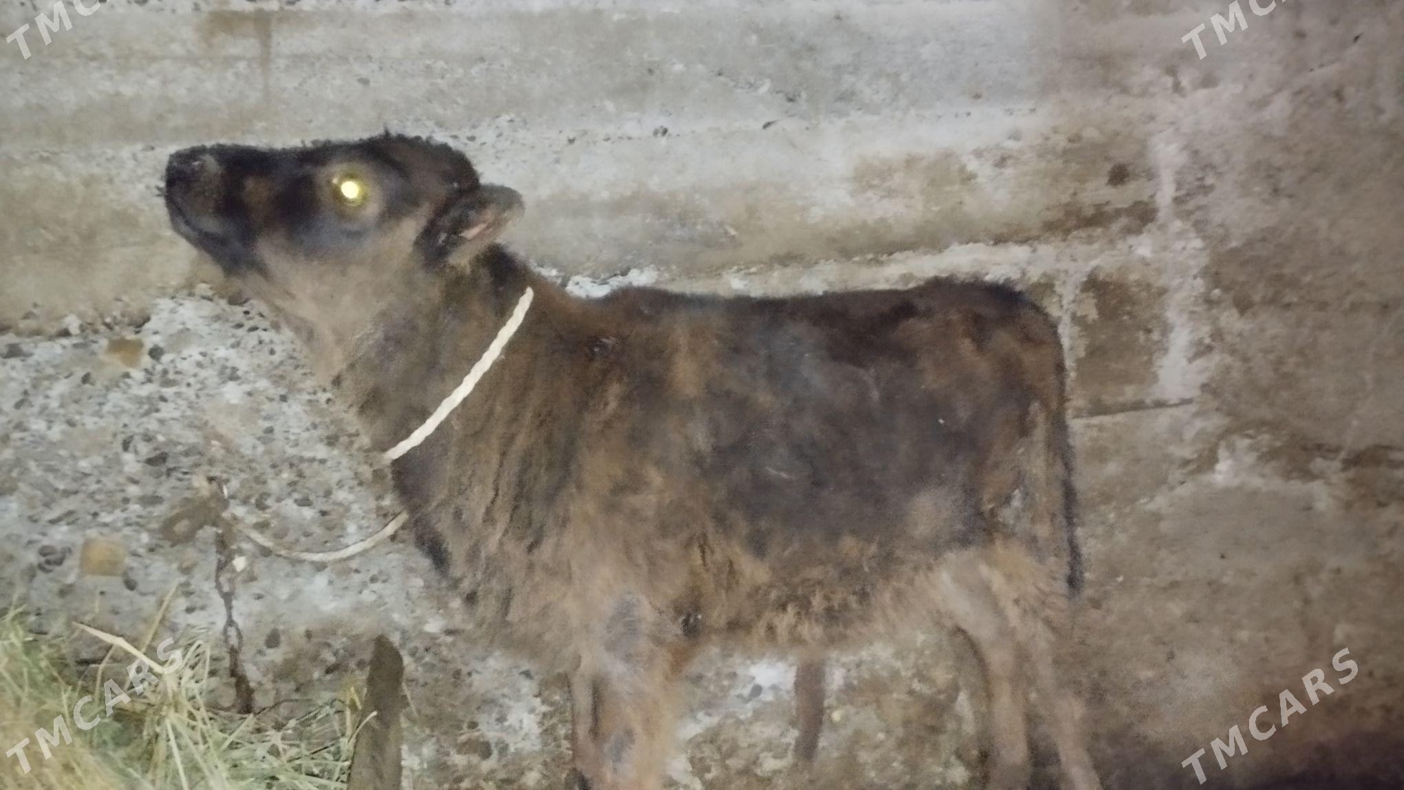 tuwe - Гёкдепе - img 1