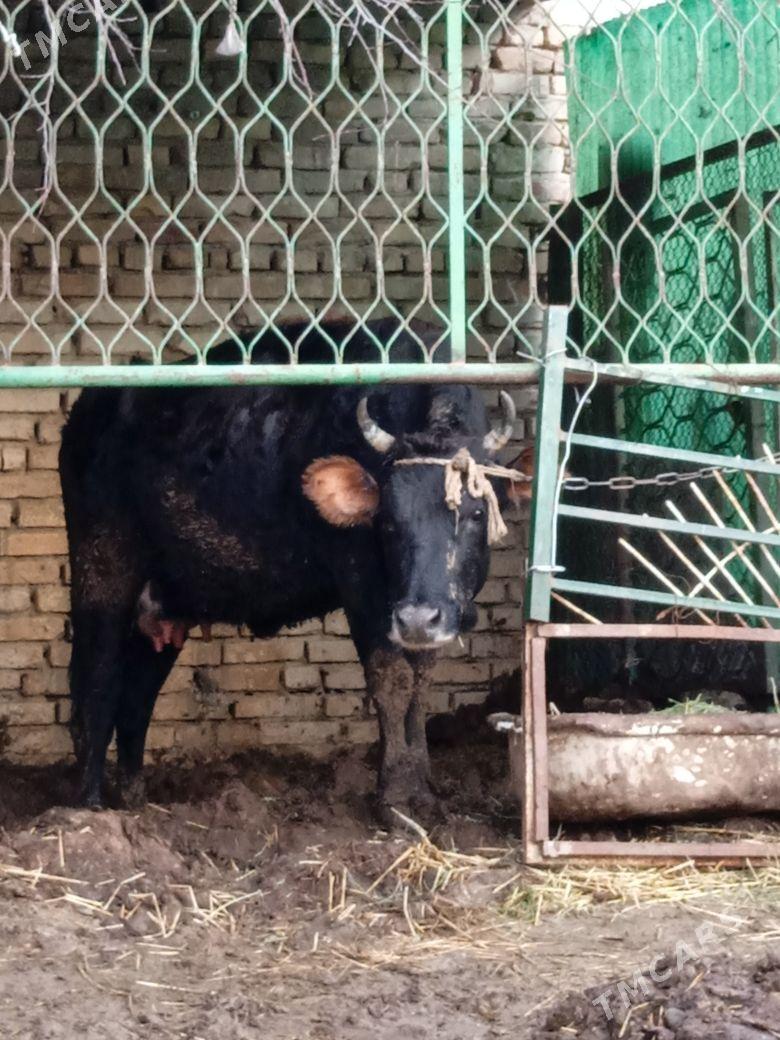 Göleli sygyr - Änew - img 1