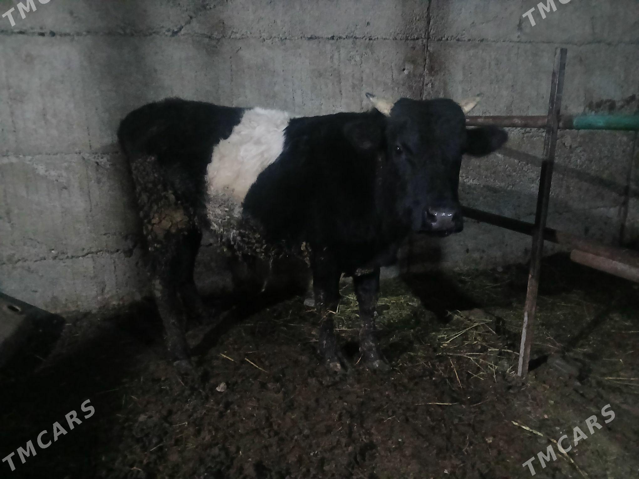 öküz - Бузмеин - img 1