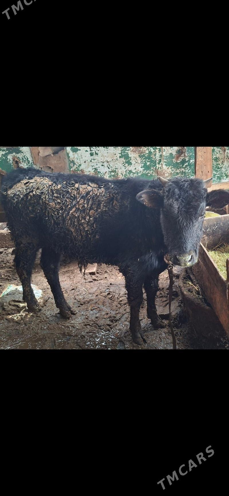 öküz - Ялкым - img 1