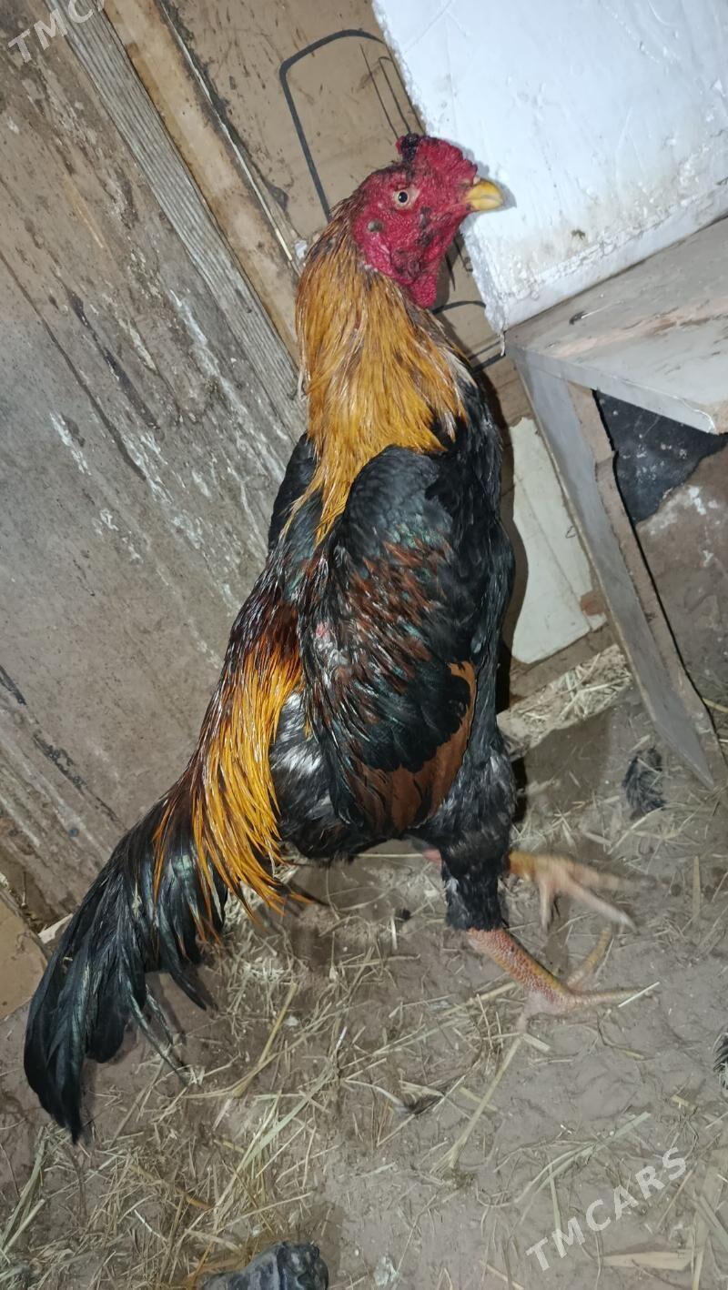 horaz - Şabat etr. - img 1