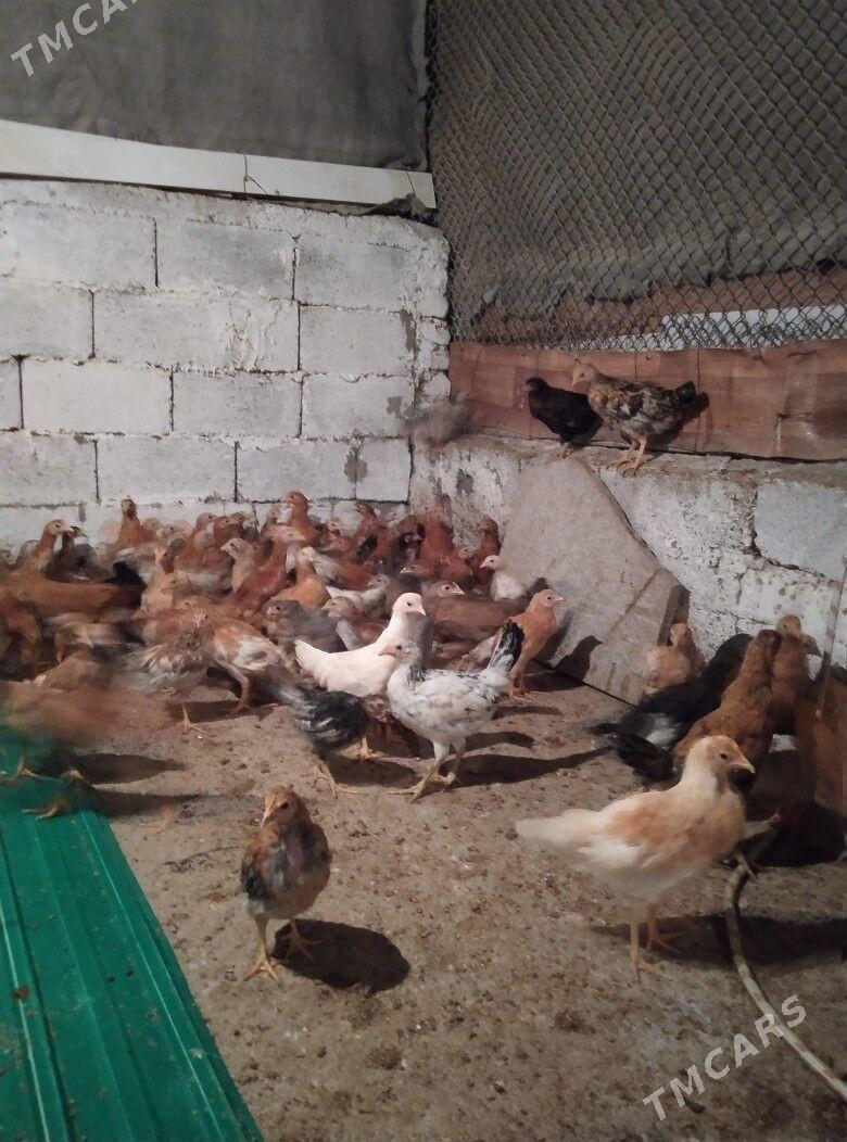 juje - Ашхабад - img 1