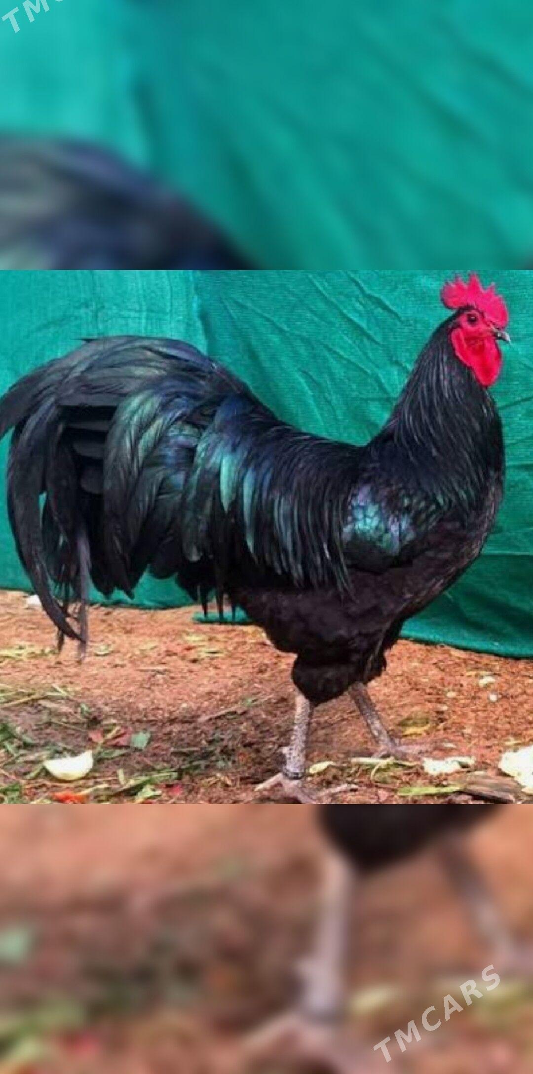 , АВСРОЛОРП - Туркменабат - img 1