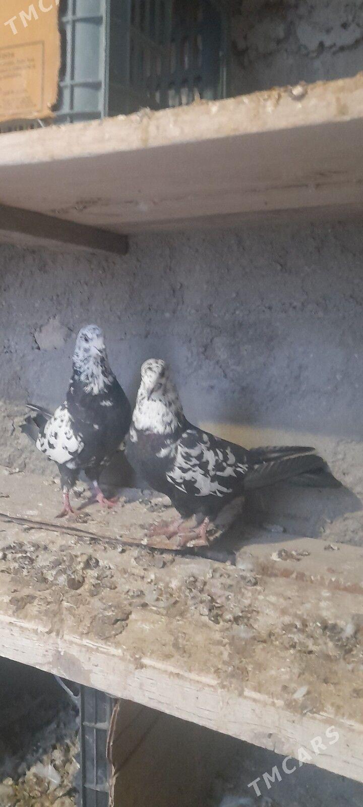 kepderi - Gyzylarbat - img 1