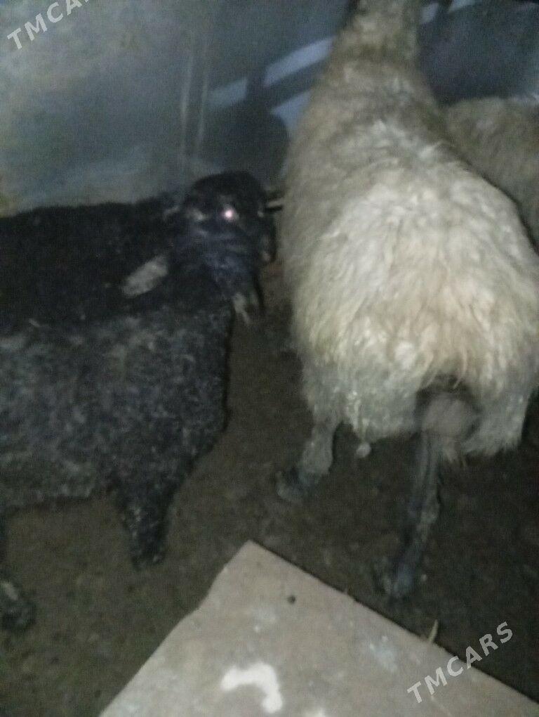 ekiz guzuly goyun - Ашхабад - img 1