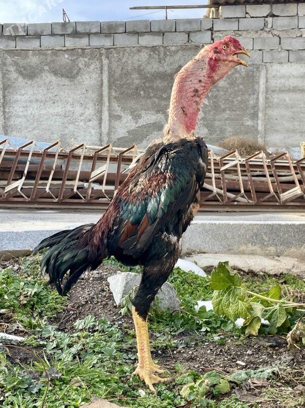 taskent - Ашхабад - img 1