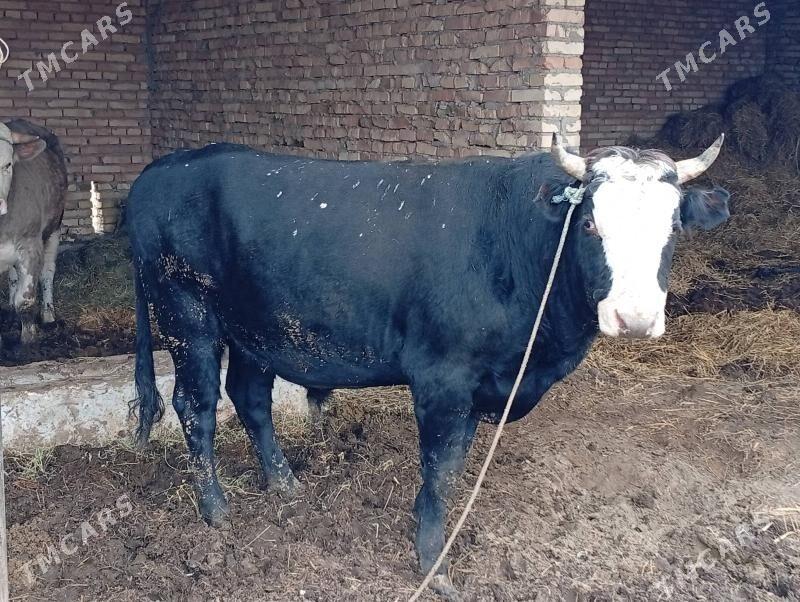 Arassa tohum Öküz - Halaç - img 1