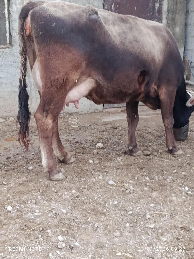 göleli sygyr - Balkanabat - img 1